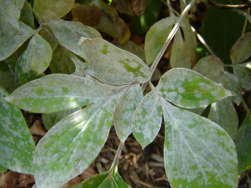 Powdery mildew Outdoors